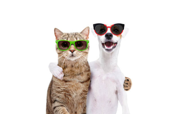 Cat People Vs. Dog People
