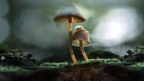 Poodle Picks: Fantastic Fungi