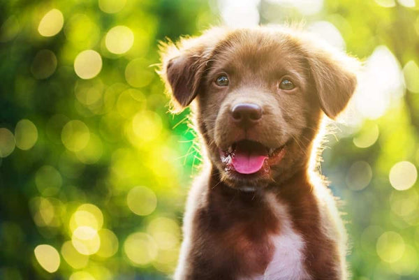 It's National Puppy Day!
